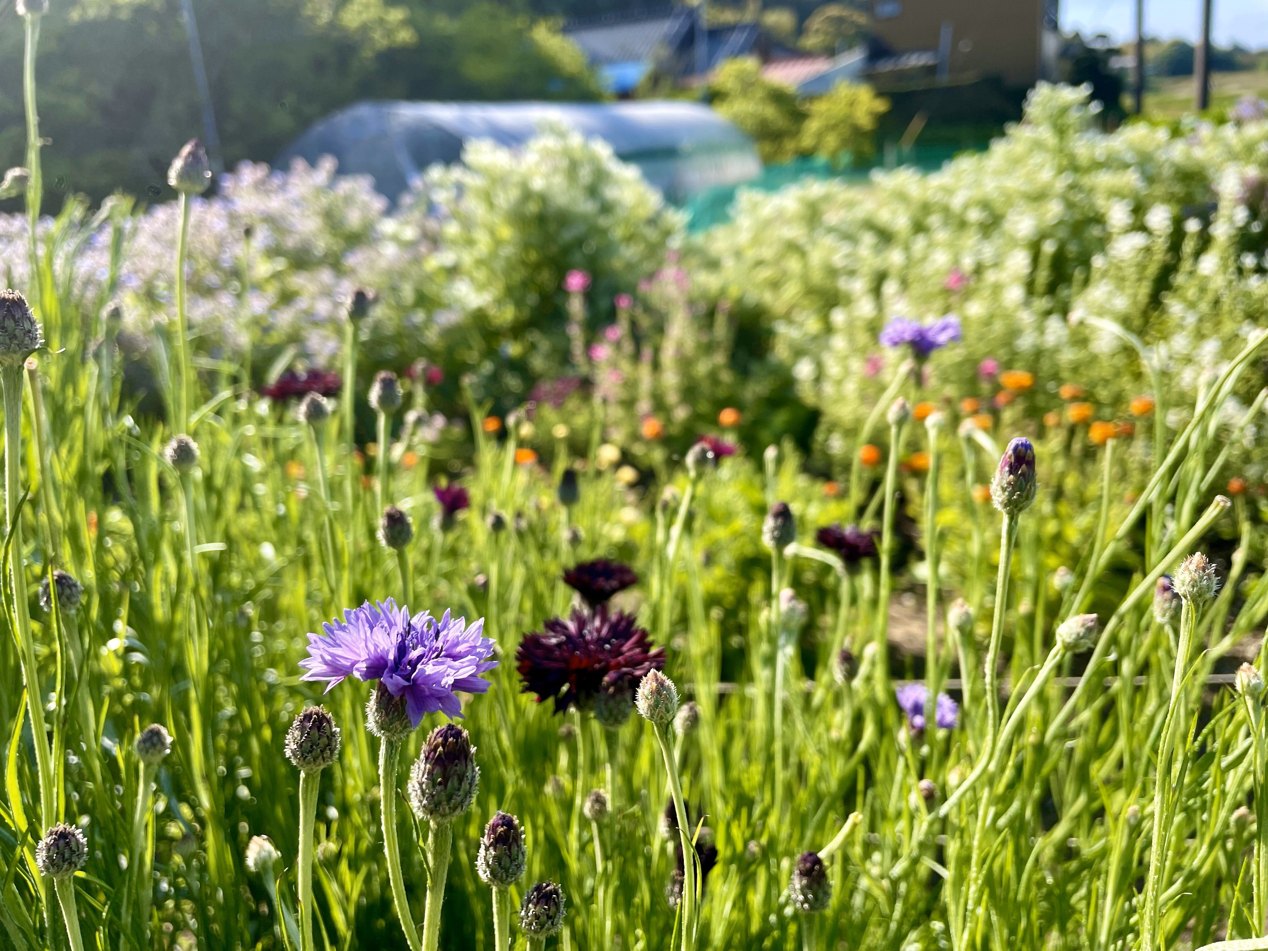 エディブルフラワー・ハーブ園＃勝浦herbe – katsuura-herbe